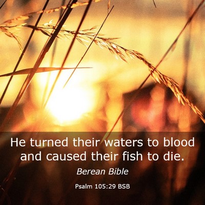 Picture 03 - Psalm 105:29 BSB - He turned their waters to blood and caused their - Bible Verse Picture