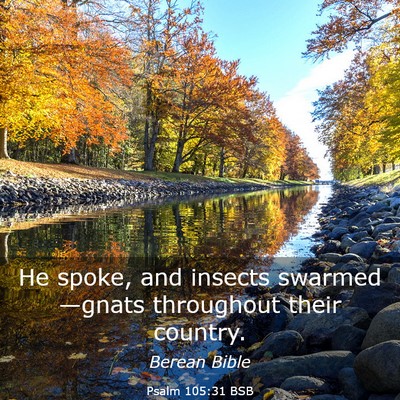Picture 03 - Psalm 105:31 BSB - He spoke, and insects swarmed—gnats throughout - Bible Verse Picture