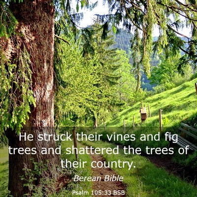 Picture 03 - Psalm 105:33 BSB - He struck their vines and fig trees and shattered - Bible Verse Picture