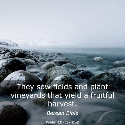 Picture 03 - Psalm 107:37 BSB - They sow fields and plant vineyards that yield a - Bible Verse Picture