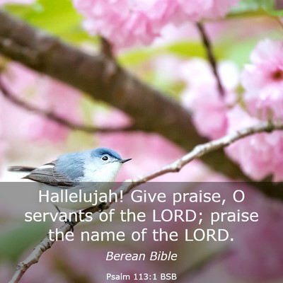 Picture 03 - Psalm 113:1 BSB - Hallelujah! Give praise, O servants of the LORD; - Bible Verse Picture