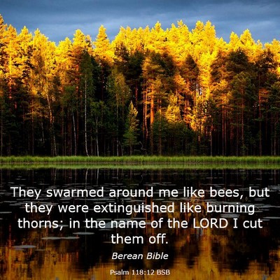 Picture 03 - Psalm 118:12 BSB - They swarmed around me like bees, but they were - Bible Verse Picture