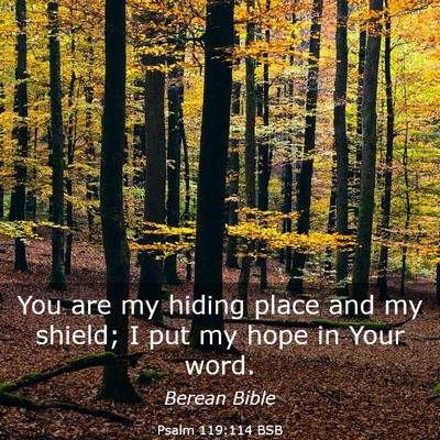 Picture 03 - Psalm 119:114 BSB - You are my hiding place and my shield; I put my - Bible Verse Picture