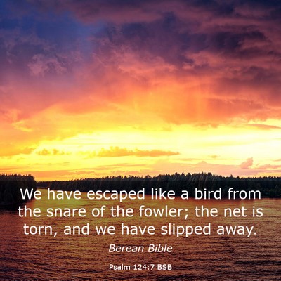 Picture 03 - Psalm 124:7 BSB - We have escaped like a bird from the snare of the - Bible Verse Picture
