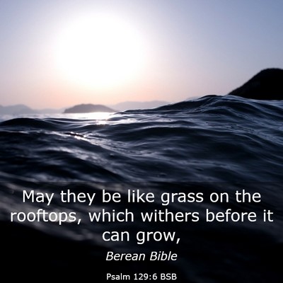 Picture 03 - Psalm 129:6 BSB - May they be like grass on the rooftops, which - Bible Verse Picture