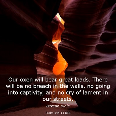 Picture 03 - Psalm 144:14 BSB - Our oxen will bear great loads. There will be no - Bible Verse Picture
