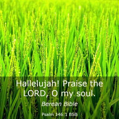 Picture 03 - Psalm 146:1 BSB - Hallelujah! Praise the LORD, O my - Bible Verse Picture