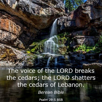 Picture 03 - Psalm 29:5 BSB - The voice of the LORD breaks the cedars; the LORD - Bible Verse Picture