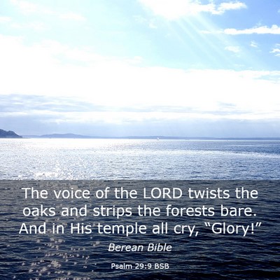 Picture 03 - Psalm 29:9 BSB - The voice of the LORD twists the oaks and strips - Bible Verse Picture