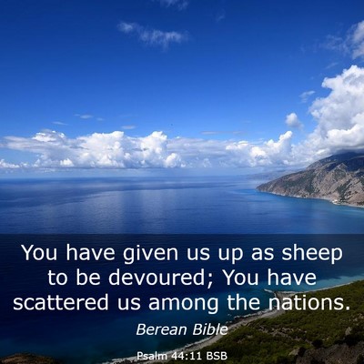 Picture 03 - Psalm 44:11 BSB - You have given us up as sheep to be devoured; You - Bible Verse Picture