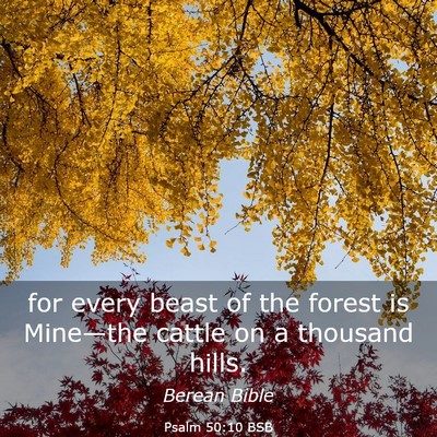 Picture 03 - Psalm 50:10 BSB - for every beast of the forest is Mine—the - Bible Verse Picture