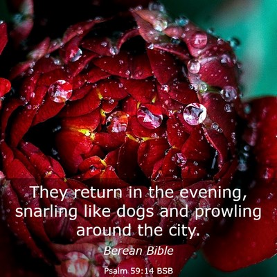 Picture 03 - Psalm 59:14 BSB - They return in the evening, snarling like dogs - Bible Verse Picture