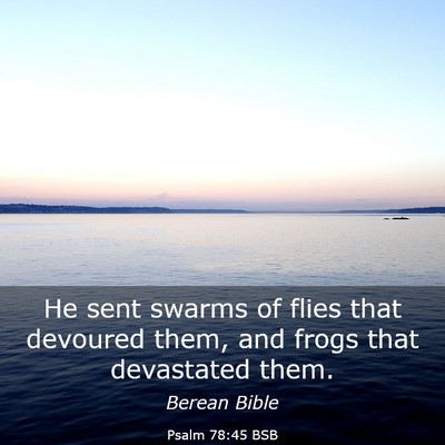 Picture 03 - Psalm 78:45 BSB - He sent swarms of flies that devoured them, and - Bible Verse Picture