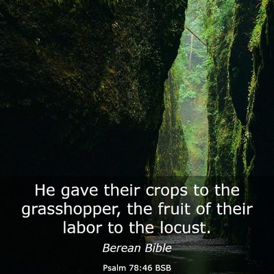 Picture 03 - Psalm 78:46 BSB - He gave their crops to the grasshopper, the fruit - Bible Verse Picture