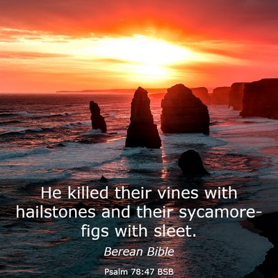 Picture 03 - Psalm 78:47 BSB - He killed their vines with hailstones and their - Bible Verse Picture