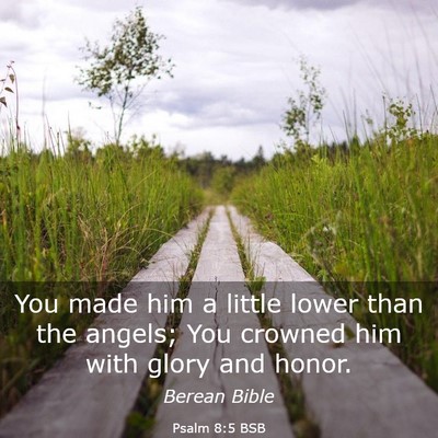 Picture 03 - Psalm 8:5 BSB - You made him a little lower than the angels; You - Bible Verse Picture