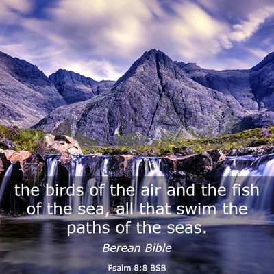 Picture 03 - Psalm 8:8 BSB - the birds of the air and the fish of the sea, all - Bible Verse Picture