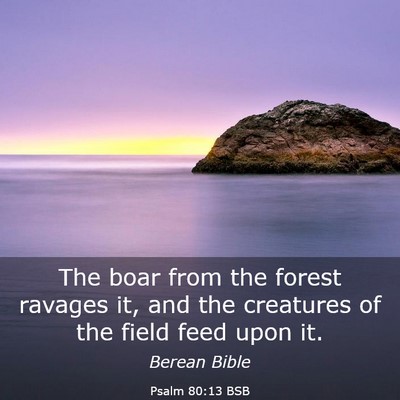 Picture 03 - Psalm 80:13 BSB - The boar from the forest ravages it, and the - Bible Verse Picture