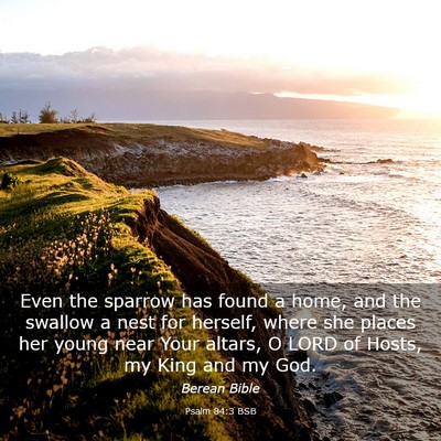 Picture 03 - Psalm 84:3 BSB - Even the sparrow has found a home, and the - Bible Verse Picture