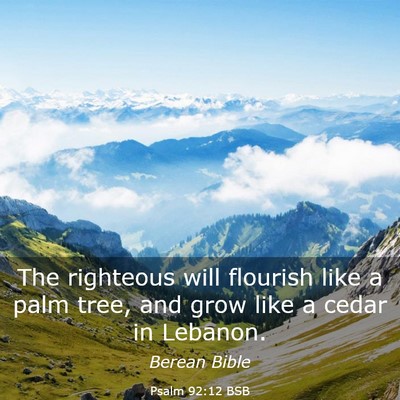 Picture 03 - Psalm 92:12 BSB - The righteous will flourish like a palm tree, and - Bible Verse Picture