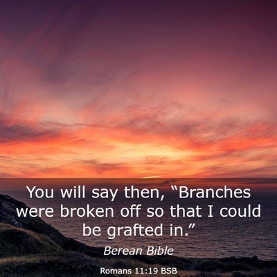 Picture 03 - Romans 11:19 BSB - You will say then, “Branches were broken off so - Bible Verse Picture