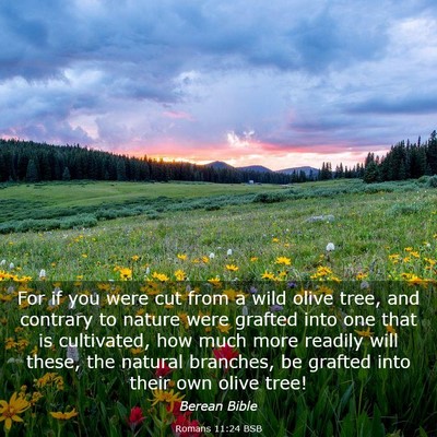 Picture 03 - Romans 11:24 BSB - For if you were cut from a wild olive tree, and - Bible Verse Picture