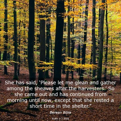 Picture 03 - Ruth 2:7 BSB - She has said, ‘Please let me glean and gather - Bible Verse Picture