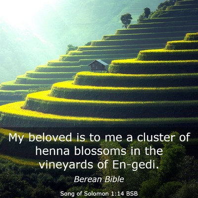 Picture 03 - Song of Solomon 1:14 BSB - My beloved is to me a cluster of henna blossoms - Bible Verse Picture