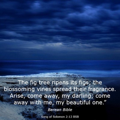 Picture 03 - Song of Solomon 2:13 BSB - The fig tree ripens its figs; the blossoming - Bible Verse Picture