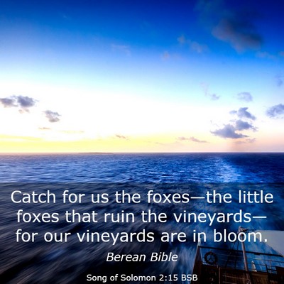 Picture 03 - Song of Solomon 2:15 BSB - Catch for us the foxes—the little foxes that - Bible Verse Picture