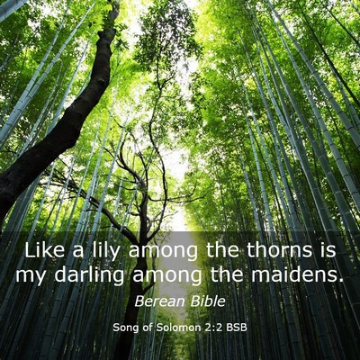 Picture 03 - Song of Solomon 2:2 BSB - Like a lily among the thorns is my darling among - Bible Verse Picture