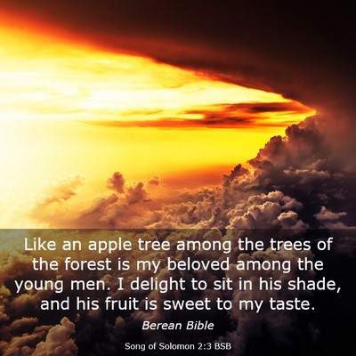 Picture 03 - Song of Solomon 2:3 BSB - Like an apple tree among the trees of the forest - Bible Verse Picture