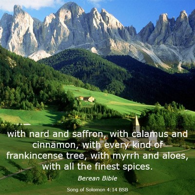 Picture 03 - Song of Solomon 4:14 BSB - with nard and saffron, with calamus and cinnamon, - Bible Verse Picture