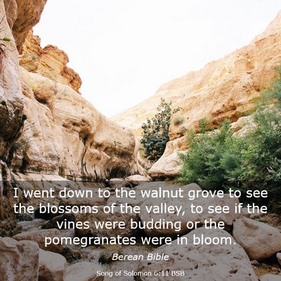 Picture 03 - Song of Solomon 6:11 BSB - I went down to the walnut grove to see the - Bible Verse Picture