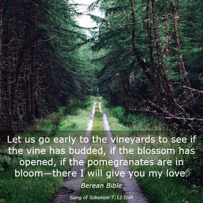 Picture 03 - Song of Solomon 7:12 BSB - Let us go early to the vineyards to see if the - Bible Verse Picture