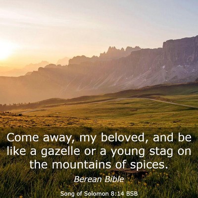 Picture 03 - Song of Solomon 8:14 BSB - Come away, my beloved, and be like a gazelle or a - Bible Verse Picture
