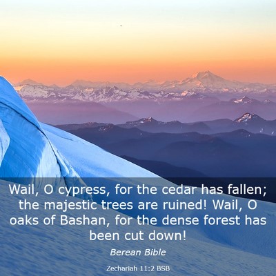 Picture 03 - Zechariah 11:2 BSB - Wail, O cypress, for the cedar has fallen; the - Bible Verse Picture