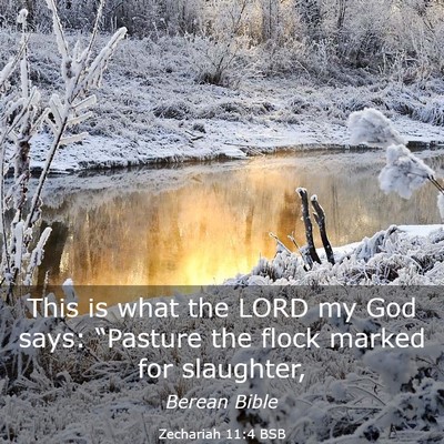 Picture 03 - Zechariah 11:4 BSB - This is what the LORD my God says: “Pasture the - Bible Verse Picture