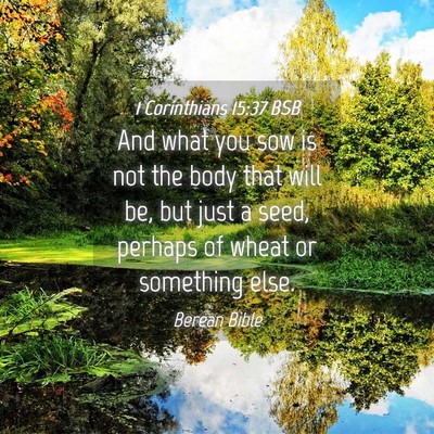 Picture 04 - 1 Corinthians 15:37 BSB - And what you sow is not the body that will be, - Bible Verse Picture