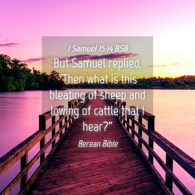 Picture 04 - 1 Samuel 15:14 BSB - But Samuel replied, “Then what is this bleating - Bible Verse Picture