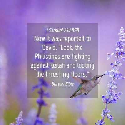 Picture 04 - 1 Samuel 23:1 BSB - Now it was reported to David, “Look, the - Bible Verse Picture