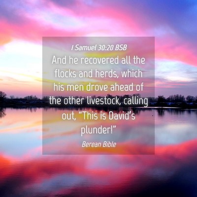 Picture 04 - 1 Samuel 30:20 BSB - And he recovered all the flocks and herds, which - Bible Verse Picture