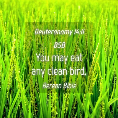Picture 04 - Deuteronomy 14:11 BSB - You may eat any clean - Bible Verse Picture