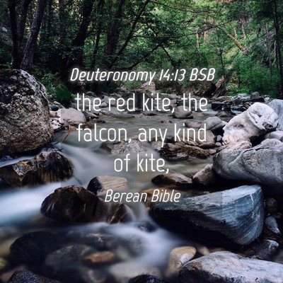 Picture 04 - Deuteronomy 14:13 BSB - the red kite, the falcon, any kind of - Bible Verse Picture