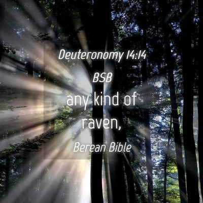 Picture 04 - Deuteronomy 14:14 BSB - any kind of - Bible Verse Picture