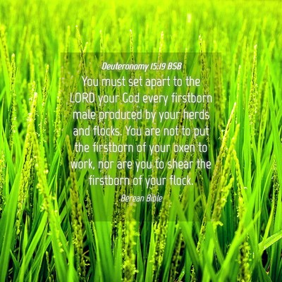 Picture 04 - Deuteronomy 15:19 BSB - You must set apart to the LORD your God every - Bible Verse Picture