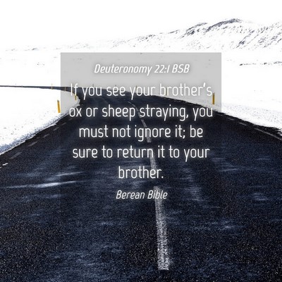 Picture 04 - Deuteronomy 22:1 BSB - If you see your brother’s ox or sheep straying, - Bible Verse Picture