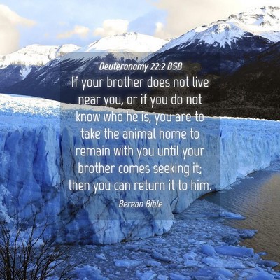 Picture 04 - Deuteronomy 22:2 BSB - If your brother does not live near you, or if you - Bible Verse Picture