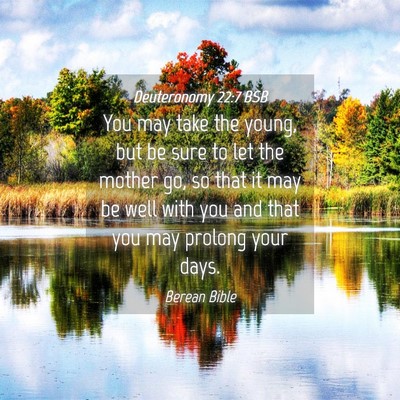 Picture 04 - Deuteronomy 22:7 BSB - You may take the young, but be sure to let the - Bible Verse Picture