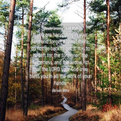 Picture 04 - Deuteronomy 24:19 BSB - If you are harvesting in your field and forget a - Bible Verse Picture